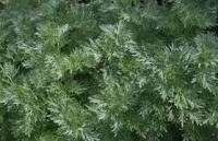 Pelin Sadnice - Artemisia Absinthum