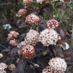 Physocarpus opulufolius Diablo- sadnica