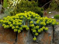 Plava Euphorbia Myrsinites / Trajnica za kamenjar / SADNICE