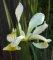Prodaje se cvijet bijeli iris