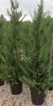 Lejlandski čempres sadnice za brzorastuću živu ogradu(1m-2.70m) AKCIJA