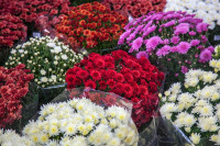 Prodajem Sadnice KRIZANTEMA