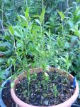 Prodajem sadnice rijetkog grma Heimia salicifolia (sveti majanski grm)