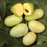Prodajem sjemenke i sadnice indijanske banane (Asimina triloba)