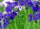 Prodaju se sadnice plavog irisa