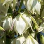 Prodaju se sandice cvijeta Yucca gloriosa
