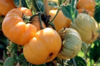 Rajčica Apricot / Voćno & slatki okus / Domaće sjeme
