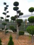 Rasadnik Varaždin ukrasno bilje topiary bonsai crnogorica spirala