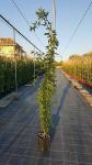 sadnica jasmina penjačice -2.5m.3m visine(Proljeće 2023)