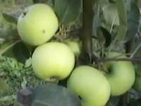 Sadnice jabuka