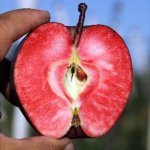 Sadnice jabuke- REDLOVE-RED MERYLINN-Jabuka sa crvenim "mesom"