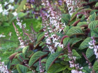 Sadnice rijetke afričke trajnice Plectranthus ciliatus 'Drege'
