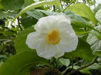 Sadnice i sjemenje prekrasnog kineskog grma Sinocalycanthus chinensis