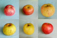 voćne sadnice, starinske sorte, dostava