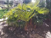 Sadnice ukrasnih palmi