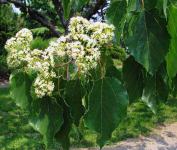 Sadnice i veća količina sjemenja voćke Hovenia dulcis  (Bombon stablo)