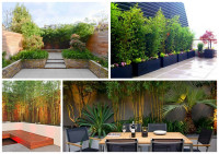 Sadnice zlatnog bambusa