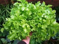Salata hrastov list / Domaće sjeme