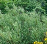 Salix Rosmarinifolia / Ružmarin vrba / SADNICE