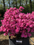 Azalea japonica Rosinetta