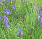 Sibirski iris, plava sitna perunika