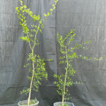 Sibirski limun Poncirus trifoliata sadnice