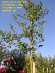 SIBIRSKI LIMUN-sadnice visine do 250 cm