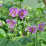 Sjemenje rijetko dostupne ljetnice Tinantia erecta (Udovičine suze)