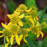 Sjemenje i sadnice visoke trajnice Verbesina (Actinomer.) alternifolia