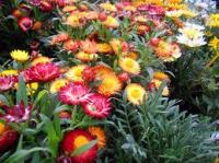 Slamnati cvijet / Helichrysum mix / Sjeme
