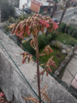 sukulentna biljka  KALANCHOE DAIGERMONTIANA