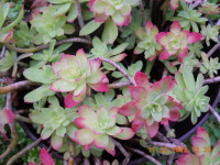 Sukulentna biljka  SEDUM PALMERI, sadnica