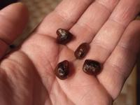 Tamarind (Tamarindus indica) - sjeme (sjemenke)