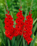Tamno crvene gladiole