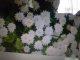 Tanacetum parthenium - povratić - puni cvijet