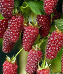 TAYBERRY sadnice bez trnja