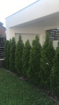 Thuja Columna za zelene ograde, Sl.Brod