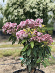 Kalmia latifolia Radiata