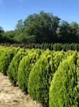 Thuja orientalis Aurea Nana 120 cm