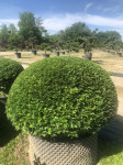 Taxus baccata - kugla - promjer 60-120cm