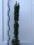 Taxus baccata Wojtek vis. 1m