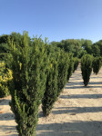 Taxus media Hillii 160-170 cm