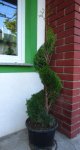 topiary spiralni čempres spirala
