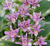 Tricyrtis hirta / Zimska orhideja / SADNICE