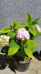 Kontejnirane sadnice rozih hortenzija (Hydrangea)