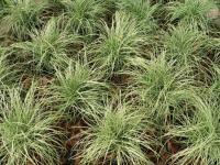 Ukrasna trava / Carex Amazon / Sjeme