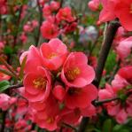 Ukrasni crveni grm , japanska dinja , živica, sadnice , cvijeće