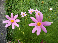 Uresnica, kozmos-sjeme