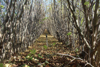 Uzgojite vlastite tartufe domaćim certificiranim sadnicama