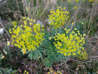 Velika mlječika, lat Euphorbia wulfeni, sadnica